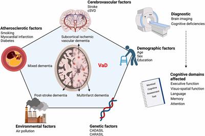 latest research vascular dementia